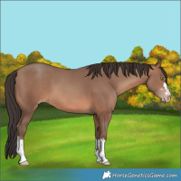 Horse Color:Sable Champagne 