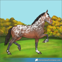 Horse Color:Bay Ice Rabicano 