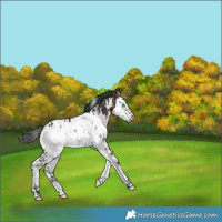 Horse Color:White Spotted Brown Splash Appaloosa 