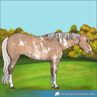 Horse Color:White Spotted Silver Brown Dun Sabino Rabicano