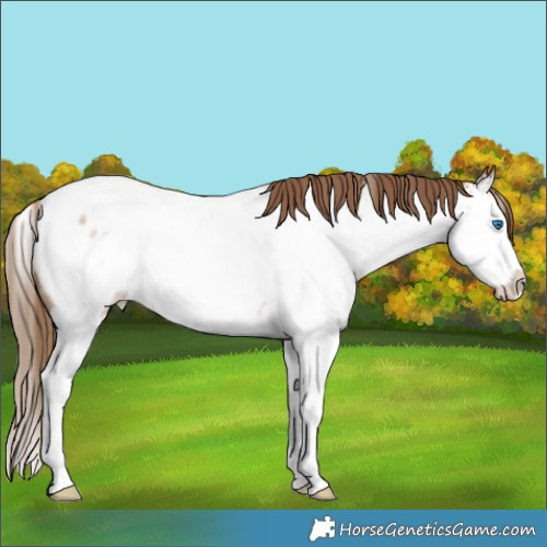 Horse Color:Liver Red Roan Pearl Sabino Splash Appaloosa Rabicano 