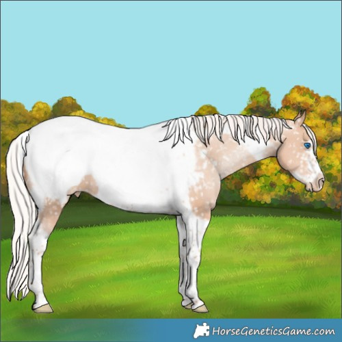 Horse Color:Silver Classic Champagne Pearl Tobiano Frame Appaloosa 