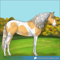 Horse Color:Palomino Tobiano 