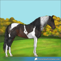 Horse Color:Brown Tobiano 