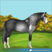Horse Color:Gray Black Sabino 