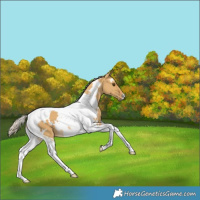 Horse Color:White Spotted Palomino Dun Tobiano 