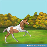 Horse Color:Chestnut Tobiano 