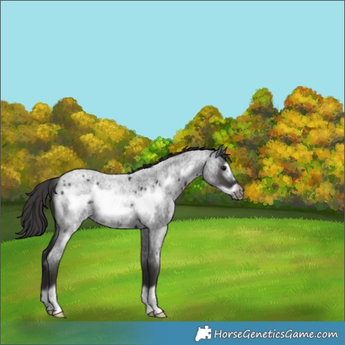 Horse Color:Smoky Blue Roan Frame