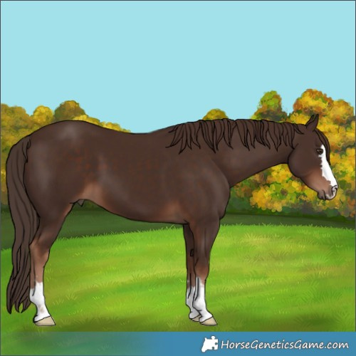 Horse Color:Liver Chestnut 