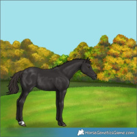 Horse Color:Liver Chestnut Rabicano 