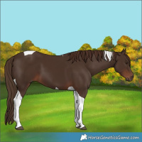 Horse Color:Liver Chestnut Tobiano 