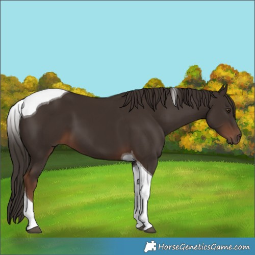 Horse Color:Liver Chestnut Tobiano 