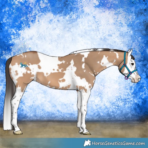 Horse Color:White Spotted Bay Dun Splash 