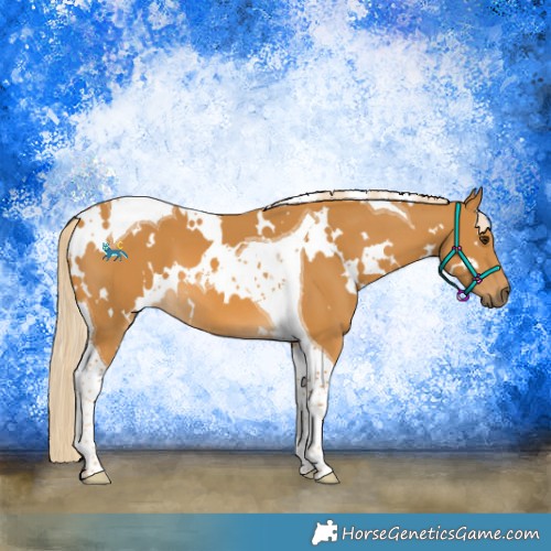Horse Color:White Spotted Palomino Tobiano 