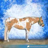 Horse Color:White Spotted Palomino Tobiano 