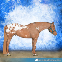 Horse Color:White Spotted Chestnut Appaloosa 