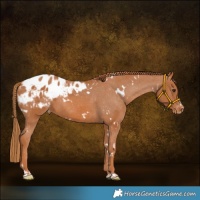 Horse Color:White Spotted Chestnut Appaloosa 