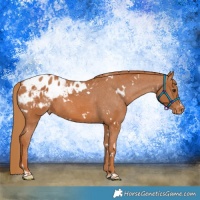 Horse Color:White Spotted Chestnut Appaloosa