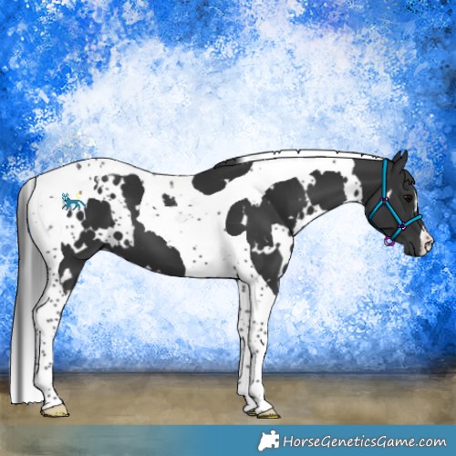 Horse Color:White Spotted Black Tobiano 