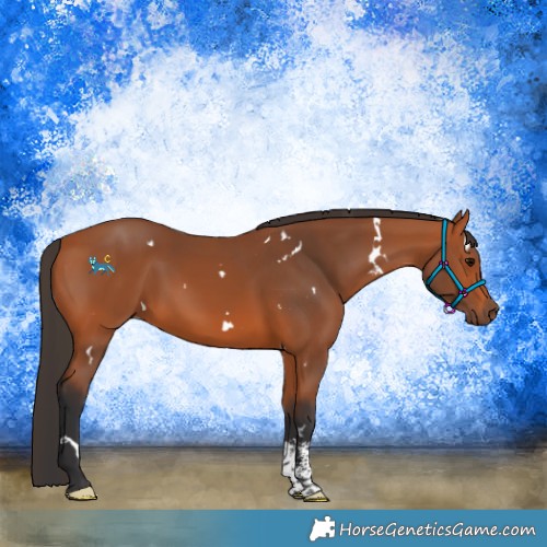 Horse Color:White Spotted Bay Sabino 