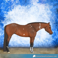 Horse Color:White Spotted Bay Sabino 