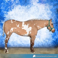 Horse Color:White Spotted Silver Bay Dun 
