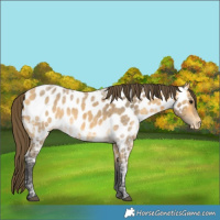 Horse Color:Buckskin Ice Appaloosa 