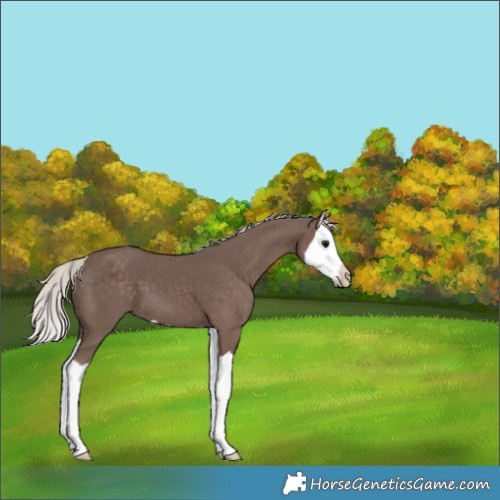 Horse Color:Silver Black Splash 
