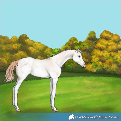 Horse Color:White Spotted Gold Champagne Dun Splash Frame Appaloosa Rabicano 