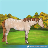 Horse Color:Red Dun Ice