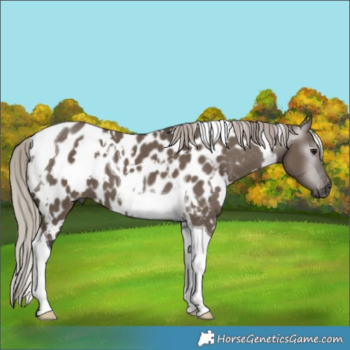 Horse Color:Gray White Spotted Silver Grullo Tobiano Appaloosa 