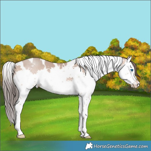 Horse Color:White Spotted Amber Champagne Splash 