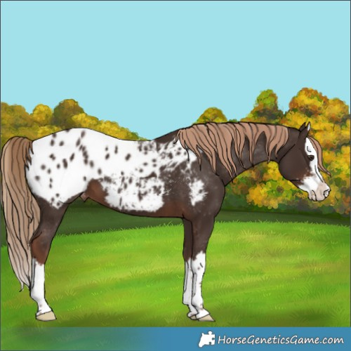 Horse Color:Liver Chestnut Sabino Splash Appaloosa 