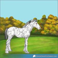 Horse Color:Classic Champagne Chinchilla Dun Appaloosa 