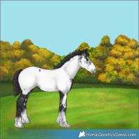 Horse Color:Black Frame Appaloosa 