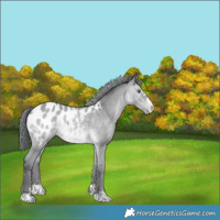Horse Color:Sable Champagne Chinchilla Appaloosa 