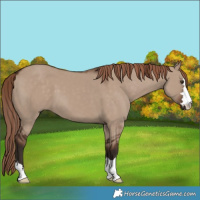 Horse Color:Liver Red Dun 