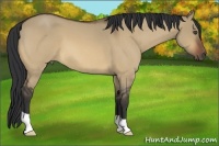Horse Color:Bay Roan Dun 