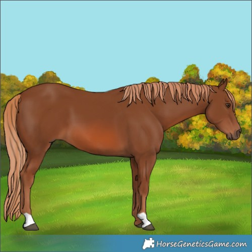 Horse Color:Chestnut 