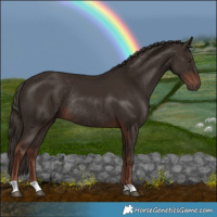 Horse Color:Liver Chestnut Rabicano 