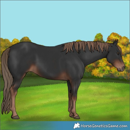 Horse Color:Liver Chestnut Rabicano 