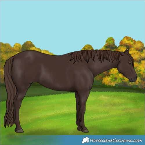Horse Color:Liver Chestnut 