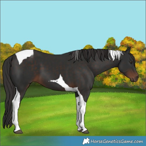 Horse Color:Liver Chestnut Tobiano 