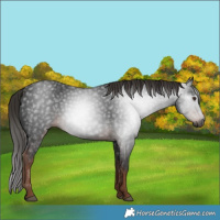 Horse Color:Gray White Spotted Liver Chestnut 