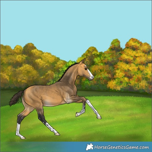 Horse Color:Buckskin 
