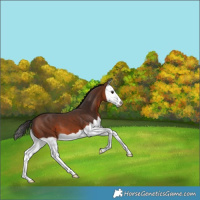 Horse Color:Brown Splash 
