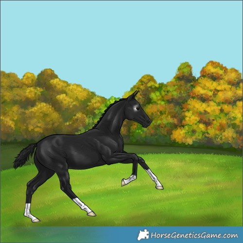 Horse Color:Gray Black 