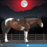 Horse Color:White Spotted Liver Chestnut Tobiano Rabicano 