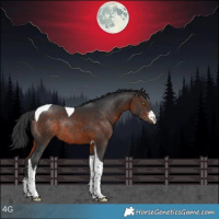 Horse Color:White Spotted Bay Tobiano Rabicano 