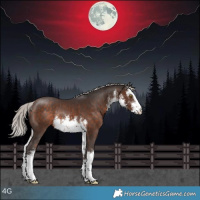 Horse Color:White Spotted Silver Bay Rabicano 